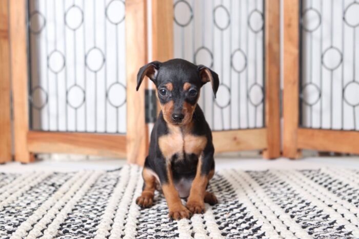 Blaire - Beautiful Female AKC Miniature Pinscher Puppy - Image 4