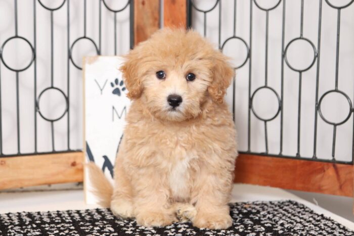 Blake - Handsome Red Little Male Poochon Puppy