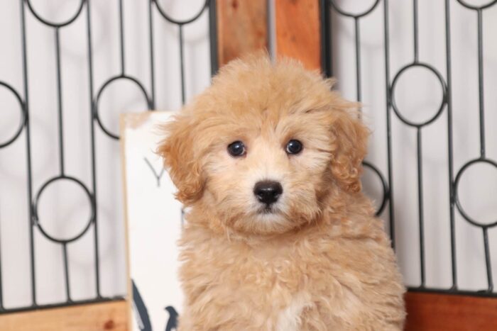 Blake - Handsome Red Little Male Poochon Puppy - Image 2