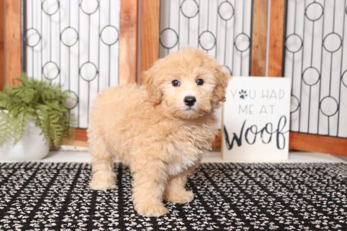 Blake - Handsome Red Little Male Poochon Puppy - Image 3