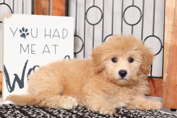 Blake - Handsome Red Little Male Poochon Puppy - Image 4