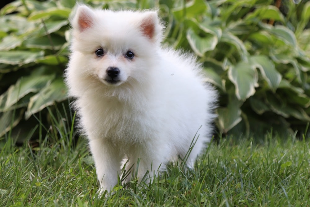 Blanca - Darling Eskimo Puppy!