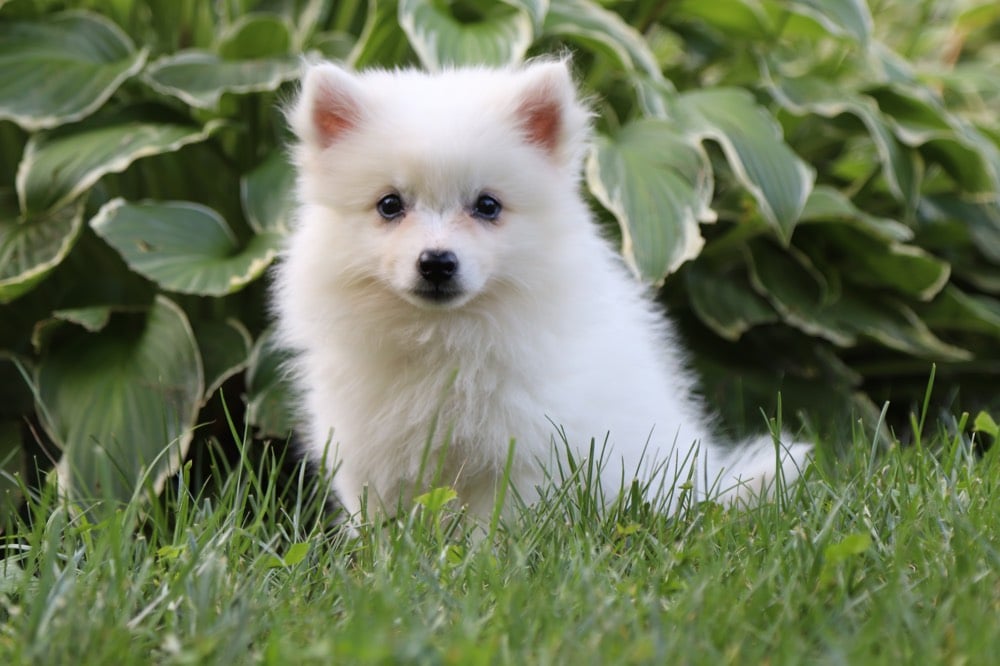 Blanca - Darling Eskimo Puppy! - Image 4