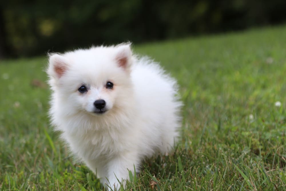 Blanca - Darling Eskimo Puppy! - Image 3