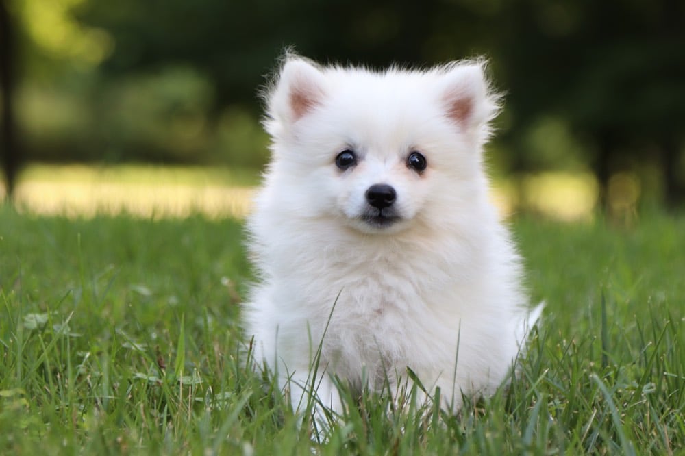 Blanca - Darling Eskimo Puppy! - Image 2