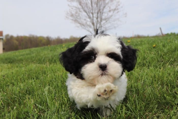 Blanche - Sweet Shih-Poo
