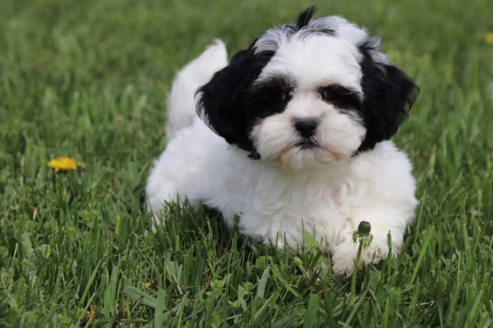Blanche - Sweet Shih-Poo - Image 2