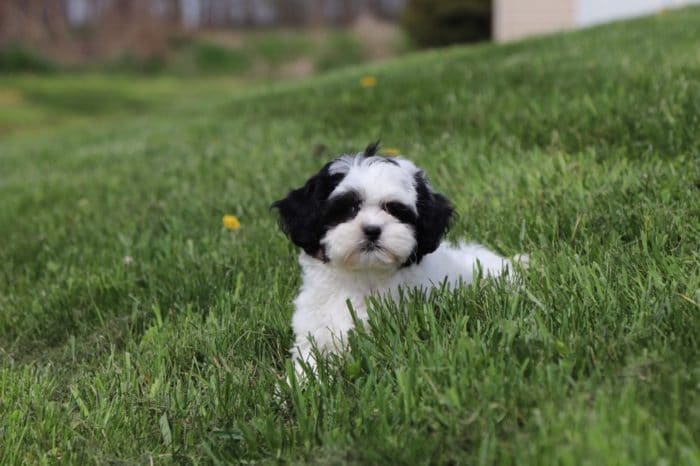 Blanche - Sweet Shih-Poo - Image 3