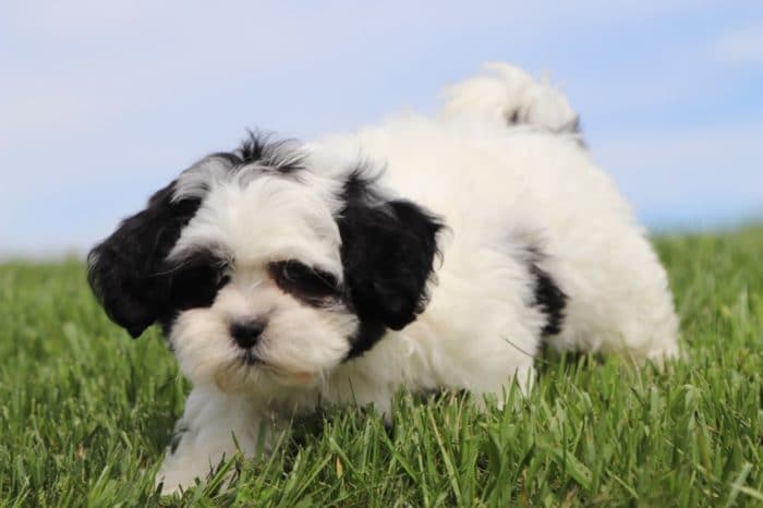 Blanche - Sweet Shih-Poo - Image 4