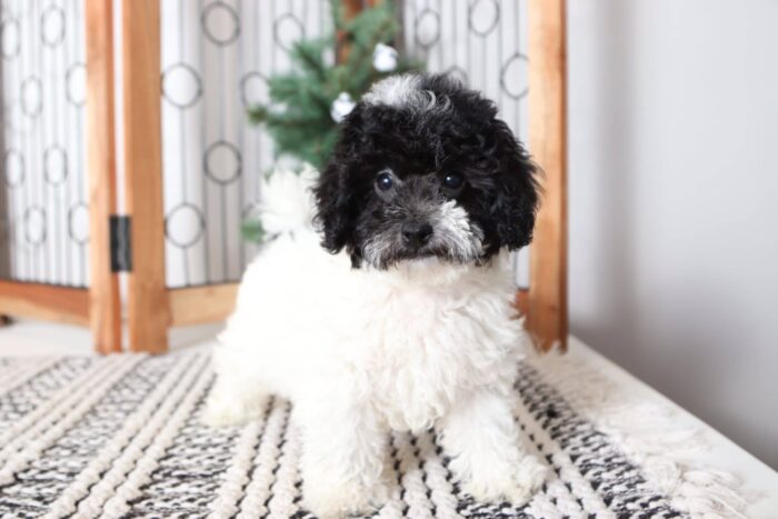 Bling - Affectionate Female Poodle Puppy