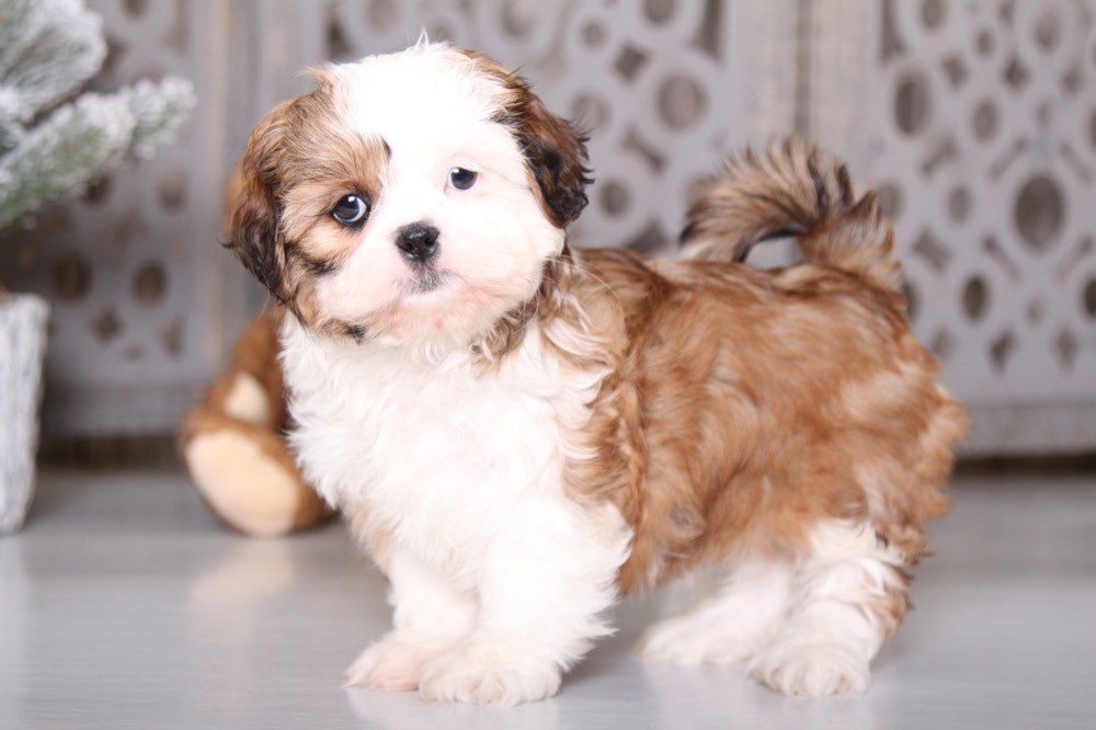 Bling - Darling Shih-tzu