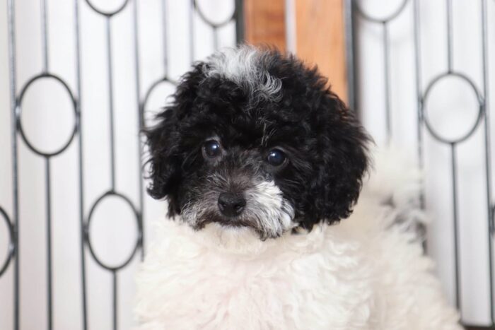 Bling - Affectionate Female Poodle Puppy - Image 2