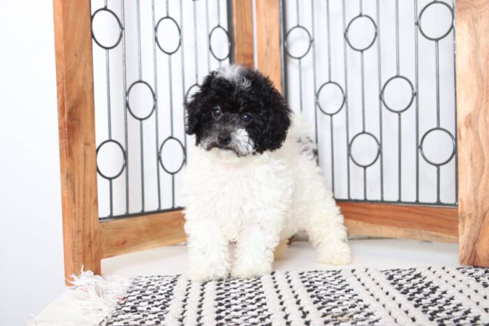Bling - Affectionate Female Poodle Puppy - Image 3