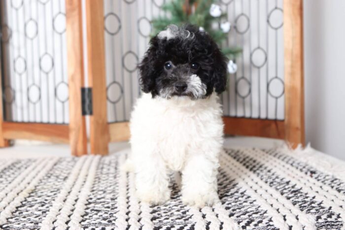 Bling - Affectionate Female Poodle Puppy - Image 4