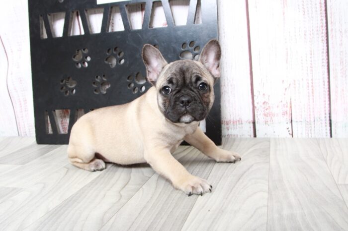 Blossom - Stunning Fawn Female AKC French Bulldog Puppy - Image 2