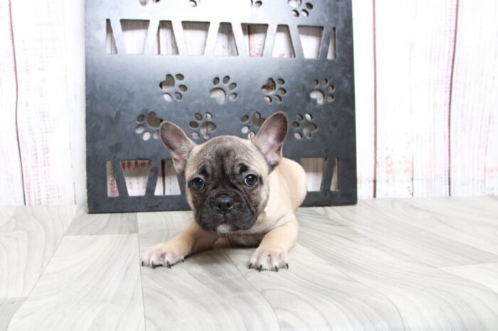 Blossom - Stunning Fawn Female AKC French Bulldog Puppy - Image 5