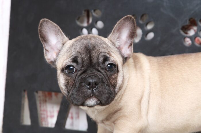 Blossom - Stunning Fawn Female AKC French Bulldog Puppy