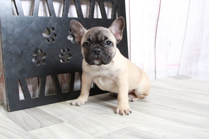 Blossom - Stunning Fawn Female AKC French Bulldog Puppy - Image 4