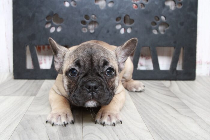 Blossom - Stunning Fawn Female AKC French Bulldog Puppy - Image 3