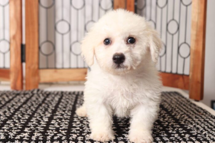 Bo - Happy Male Poochon Puppy