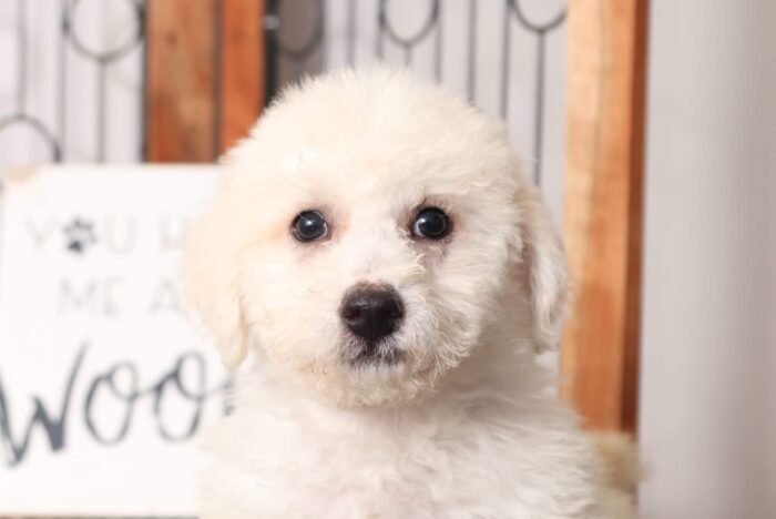 Bo - Happy Male Poochon Puppy - Image 2