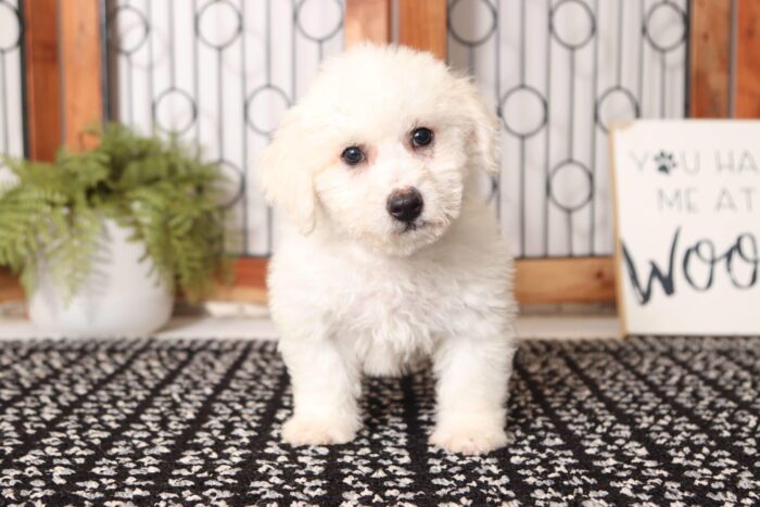 Bo - Happy Male Poochon Puppy - Image 3