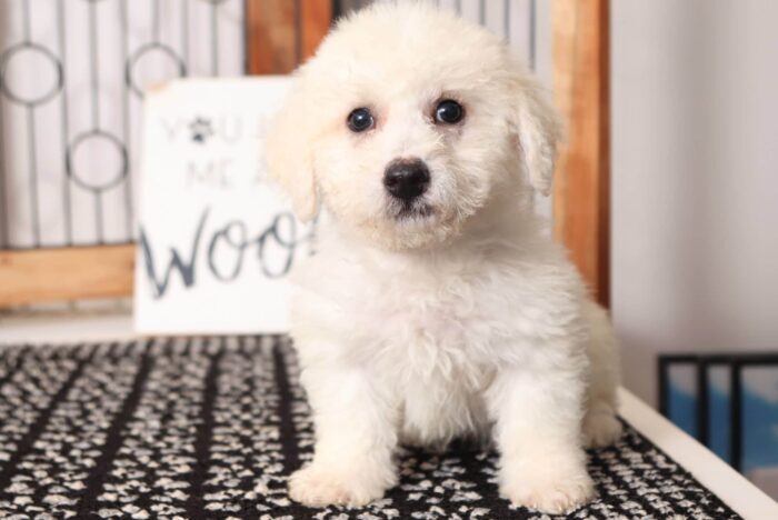 Bo - Happy Male Poochon Puppy - Image 4