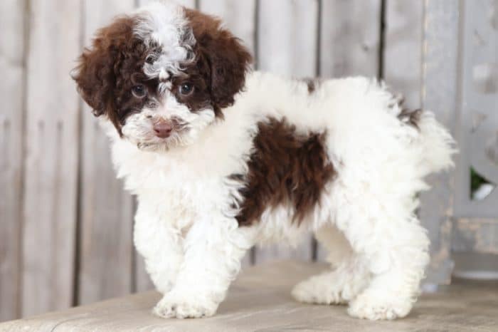 Bodhi - Handsome Cockapoo