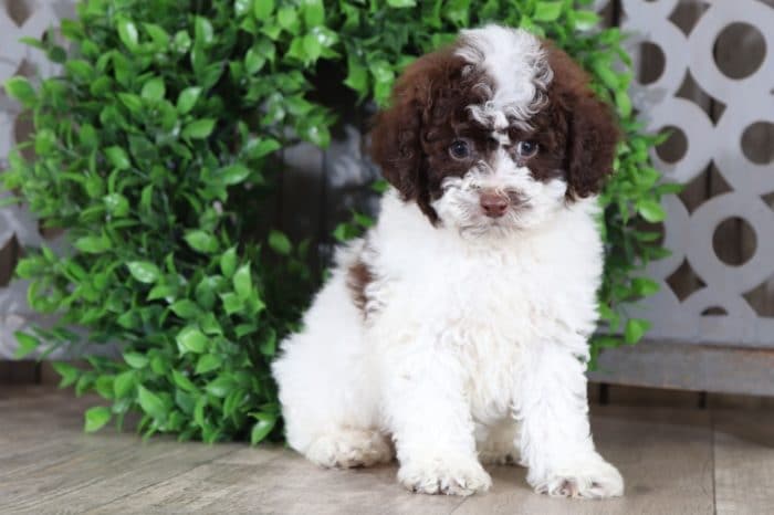 Bodhi - Handsome Cockapoo - Image 4
