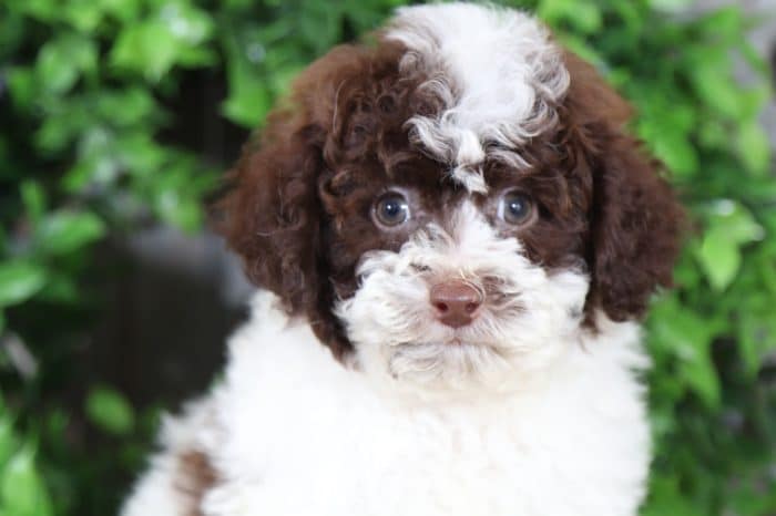 Bodhi - Handsome Cockapoo - Image 3