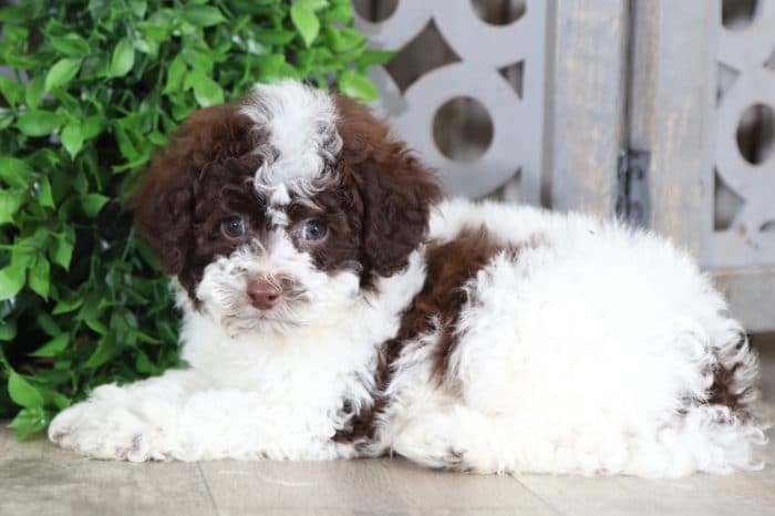 Bodhi - Handsome Cockapoo - Image 2