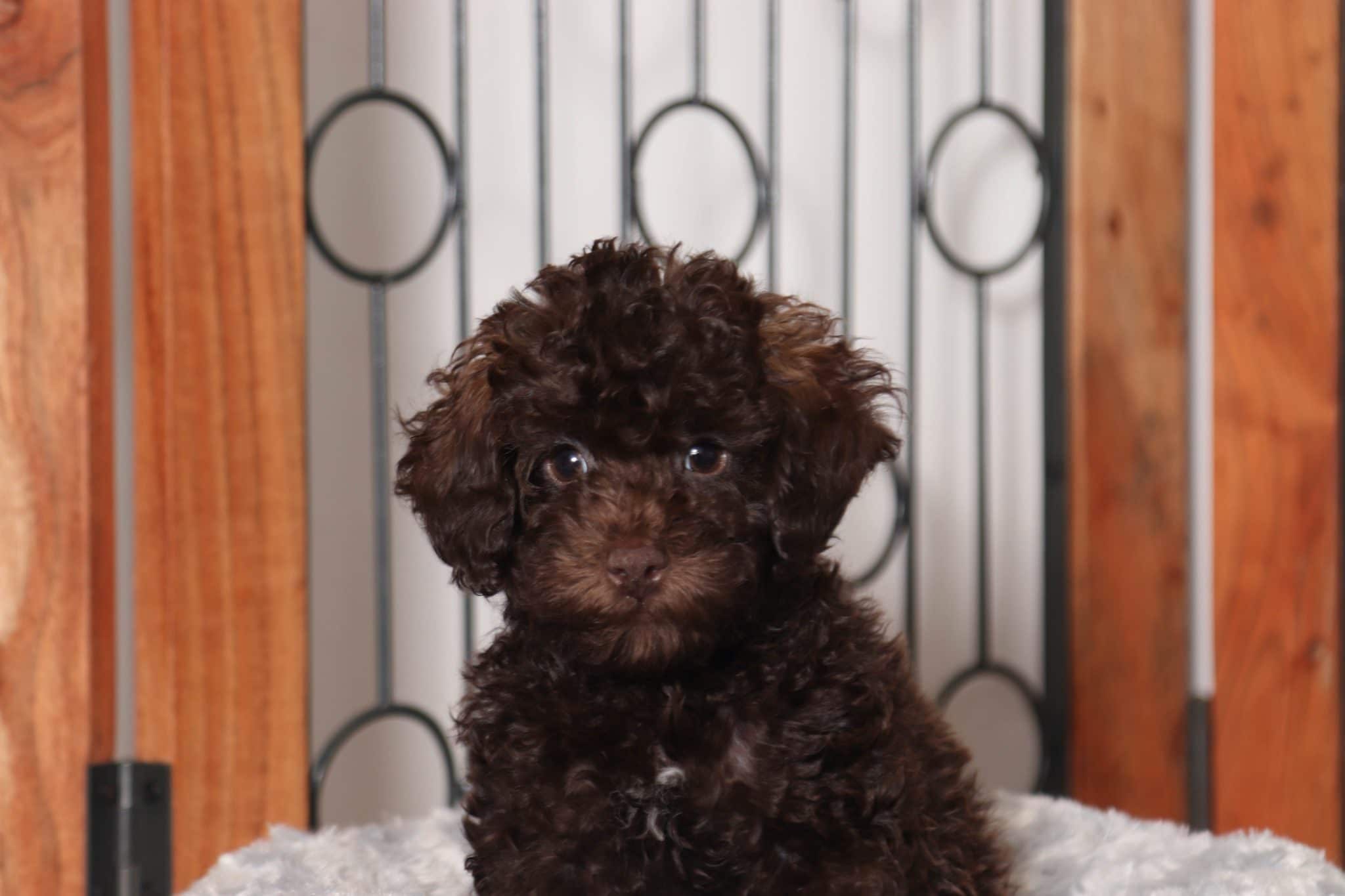 Bodie- Loving Chocolate Male ACA Poodle Puppy - Image 2