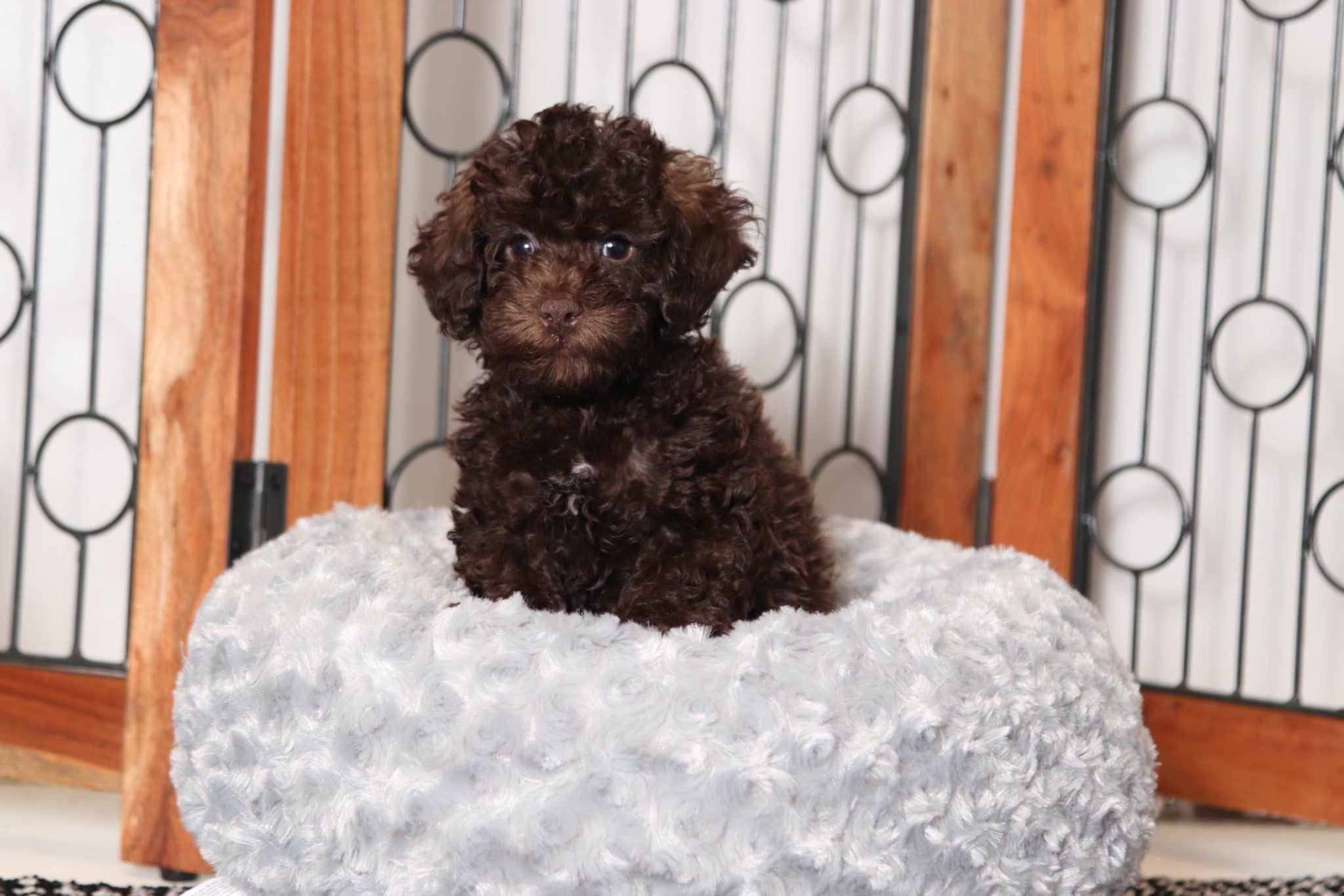 Bodie- Loving Chocolate Male ACA Poodle Puppy - Image 4