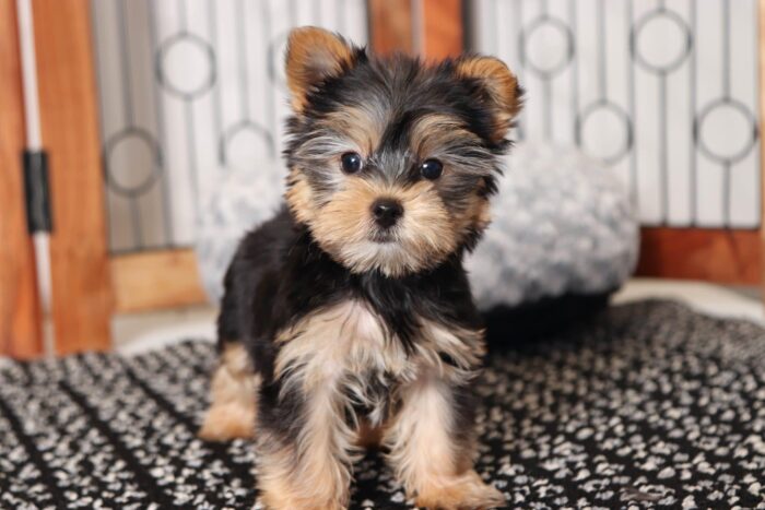Bongo- Darling Little Male AKC Yorkie Puppy
