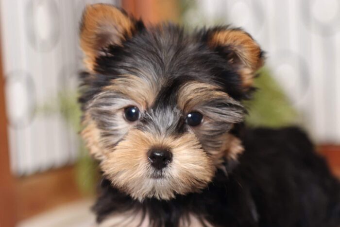Bongo- Darling Little Male AKC Yorkie Puppy - Image 2