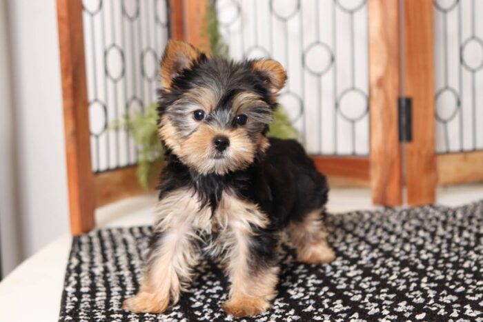 Bongo- Darling Little Male AKC Yorkie Puppy - Image 3