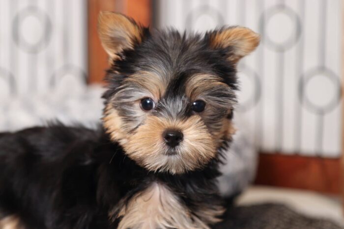 Bongo- Darling Little Male AKC Yorkie Puppy - Image 4