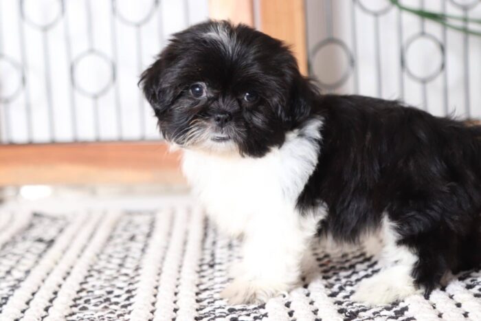 Bonita - Precious Female Teddy Bear Puppy