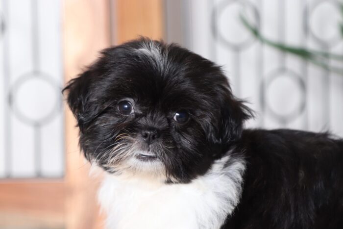 Bonita - Precious Female Teddy Bear Puppy - Image 2