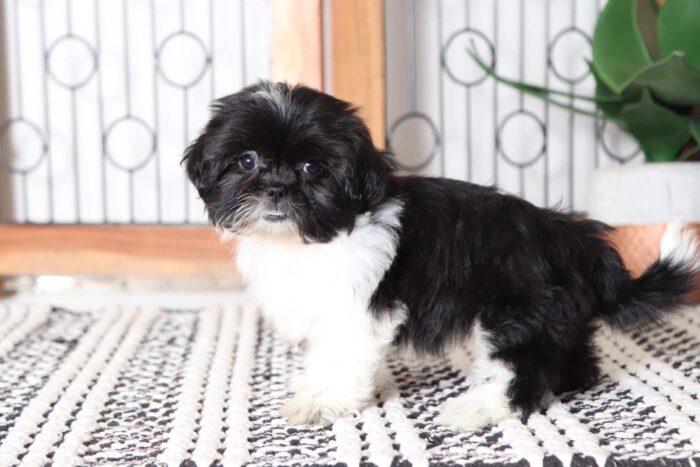 Bonita - Precious Female Teddy Bear Puppy - Image 4