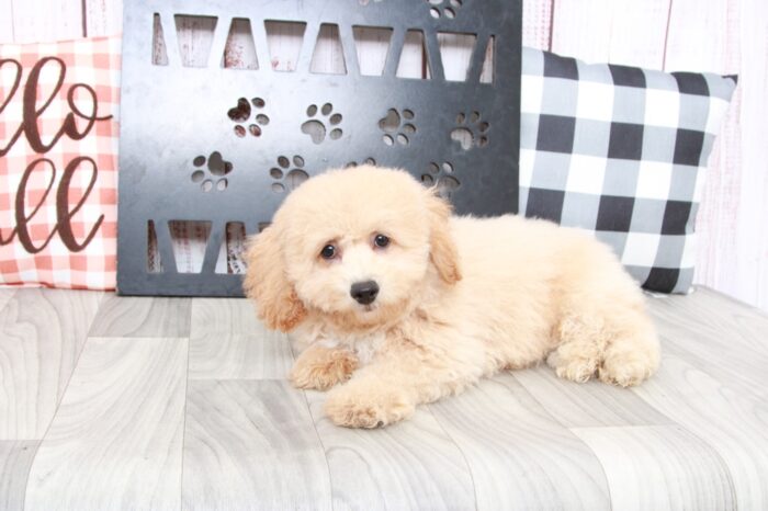 Boogie- Gentle Cream Male Poochon Puppy