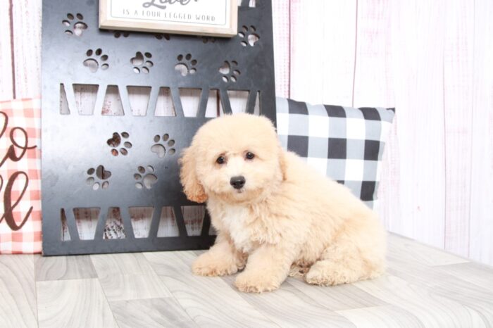 Boogie- Gentle Cream Male Poochon Puppy - Image 2