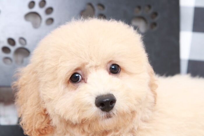 Boogie- Gentle Cream Male Poochon Puppy - Image 5
