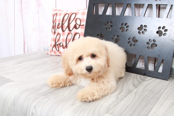 Boogie- Gentle Cream Male Poochon Puppy - Image 3