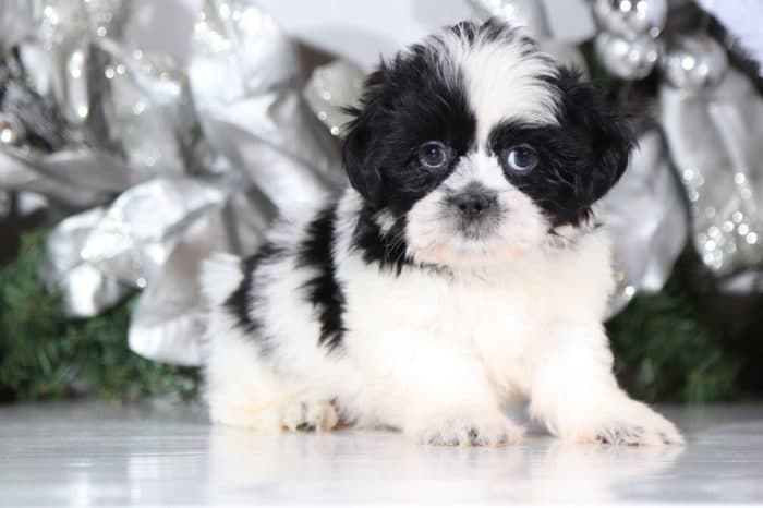 Boomer - Handsome Lhasa Tzu