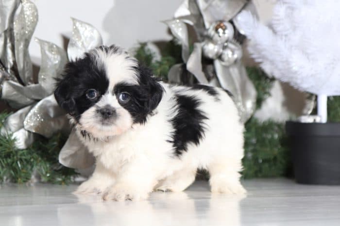 Boomer - Handsome Lhasa Tzu - Image 2