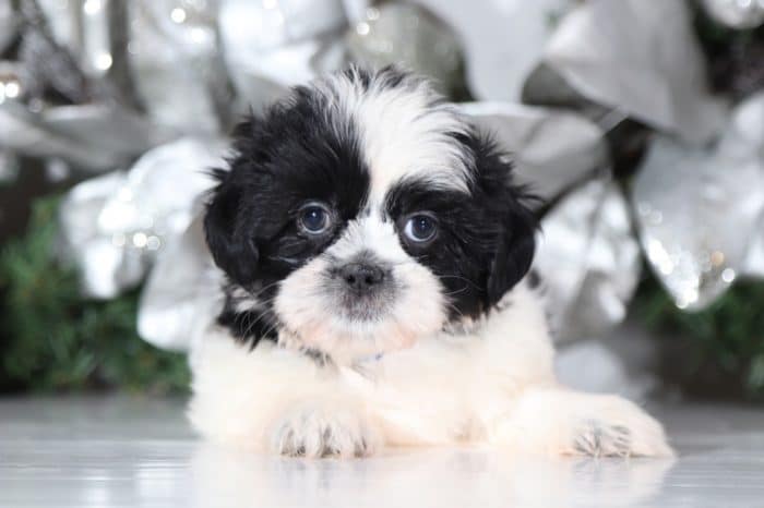 Boomer - Handsome Lhasa Tzu - Image 3
