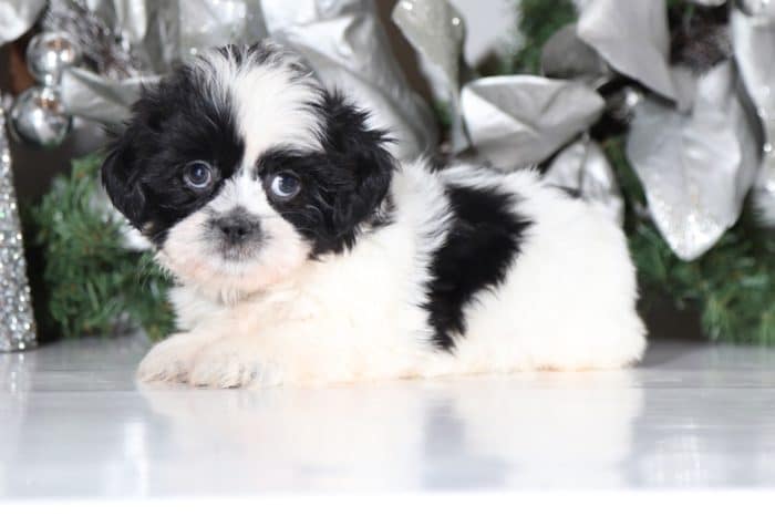 Boomer - Handsome Lhasa Tzu - Image 4