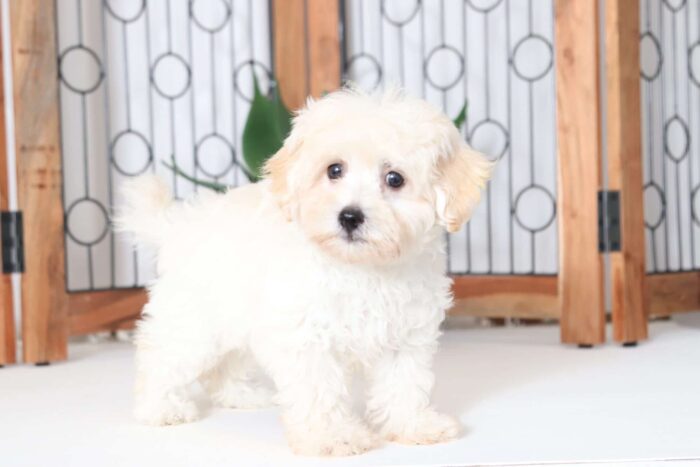Boots - Spunky Little Male Maltipoo Puppy