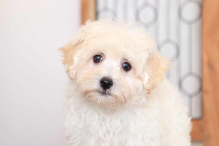 Boots - Spunky Little Male Maltipoo Puppy - Image 2